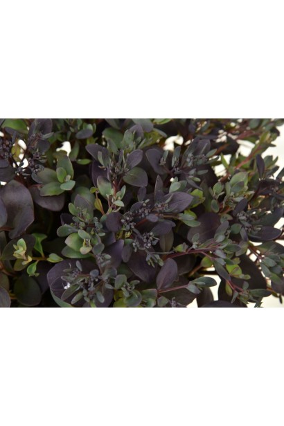 Очиток Плам Даззлер 